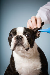 Macarthur Vet Otitis - Ear Infection in Dogs and Cats 1