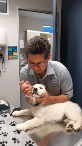Macarthur Vet Chisel's 2nd Vaccination 1