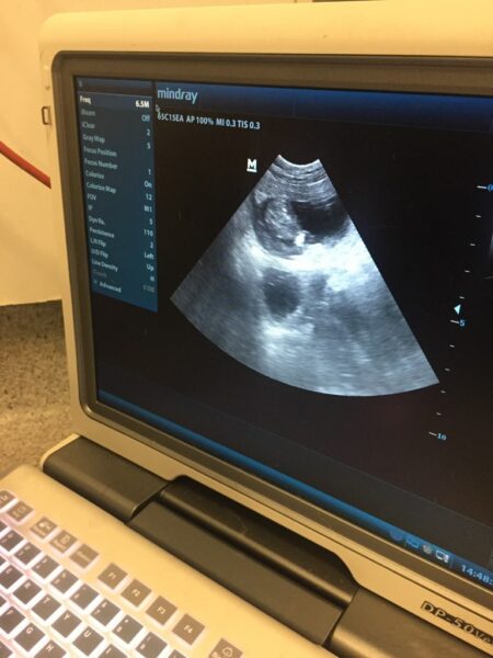 Macarthur Vet Izzy's Ultrasound & X-ray 2