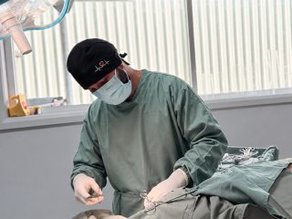 Macarthur Vet Desexing 6