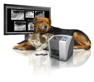 Digital dental x-rays for dogs and cats