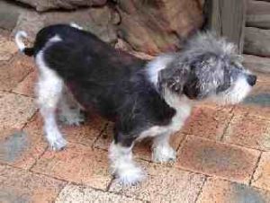 Macarthur Vet Rick Bonnick & Duke 1