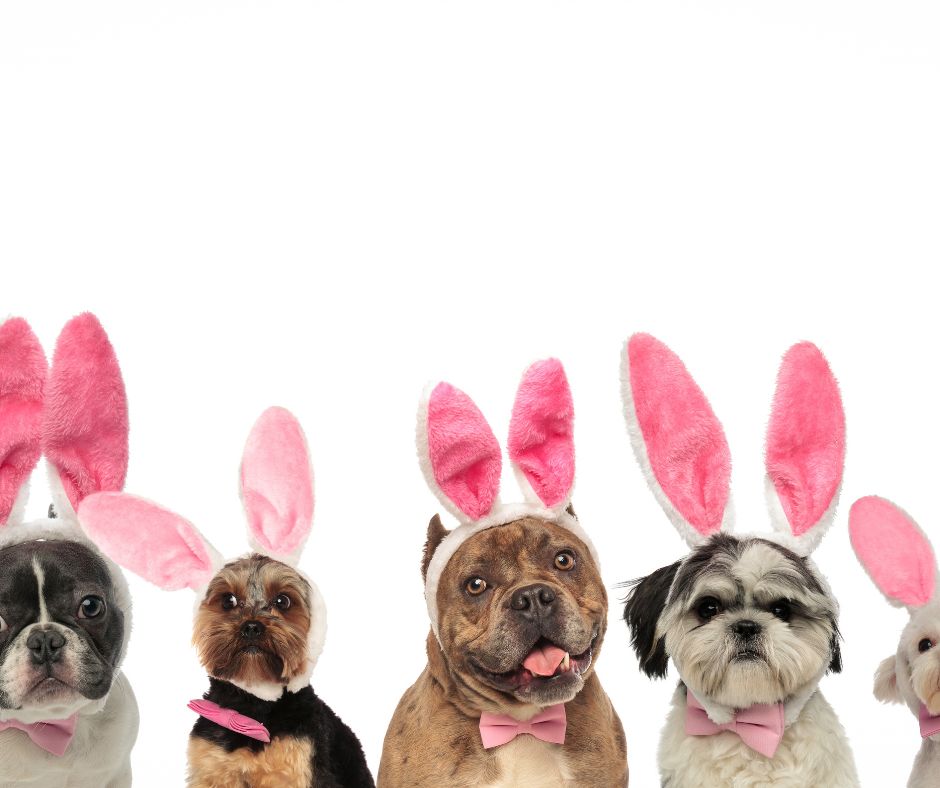 Easter & Anzac Holiday Trading Hours - Macarthur Veterinary Group