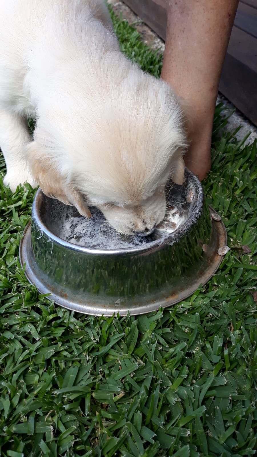 Feeding Chisel - Macarthur Veterinary Group