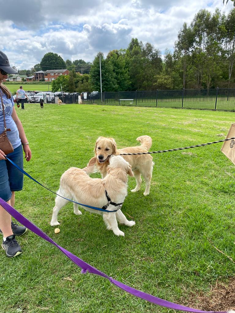 Chisel's 2nd Family Reunion Macarthur Veterinary Group