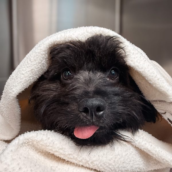 Macarthur Vet Our Services 1