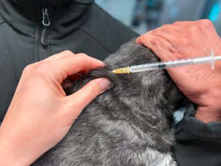 Macarthur Vet Vaccinations 5