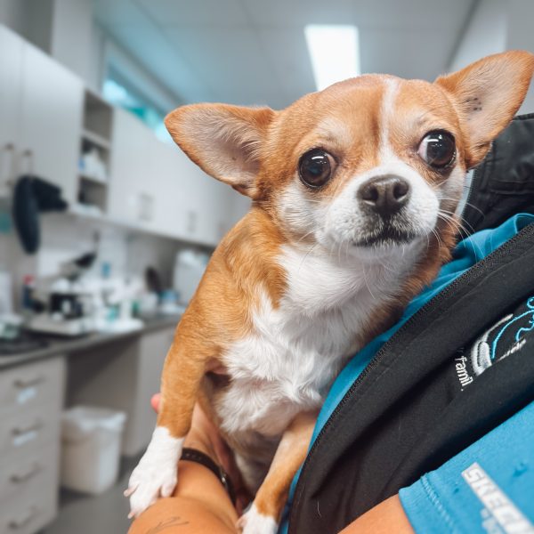 Macarthur Vet Careers at Macarthur Vet Group 2