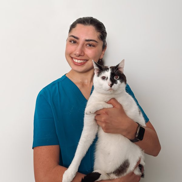 Macarthur Vet Careers at Macarthur Vet Group 3 Macarthur Vet Careers at Macarthur Vet Group 3
