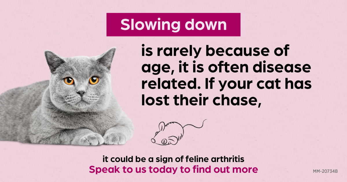 Arthritis Could your cat be hiding secret pain? Macarthur