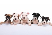 Macarthur Vet Vaccinations for Dogs 1