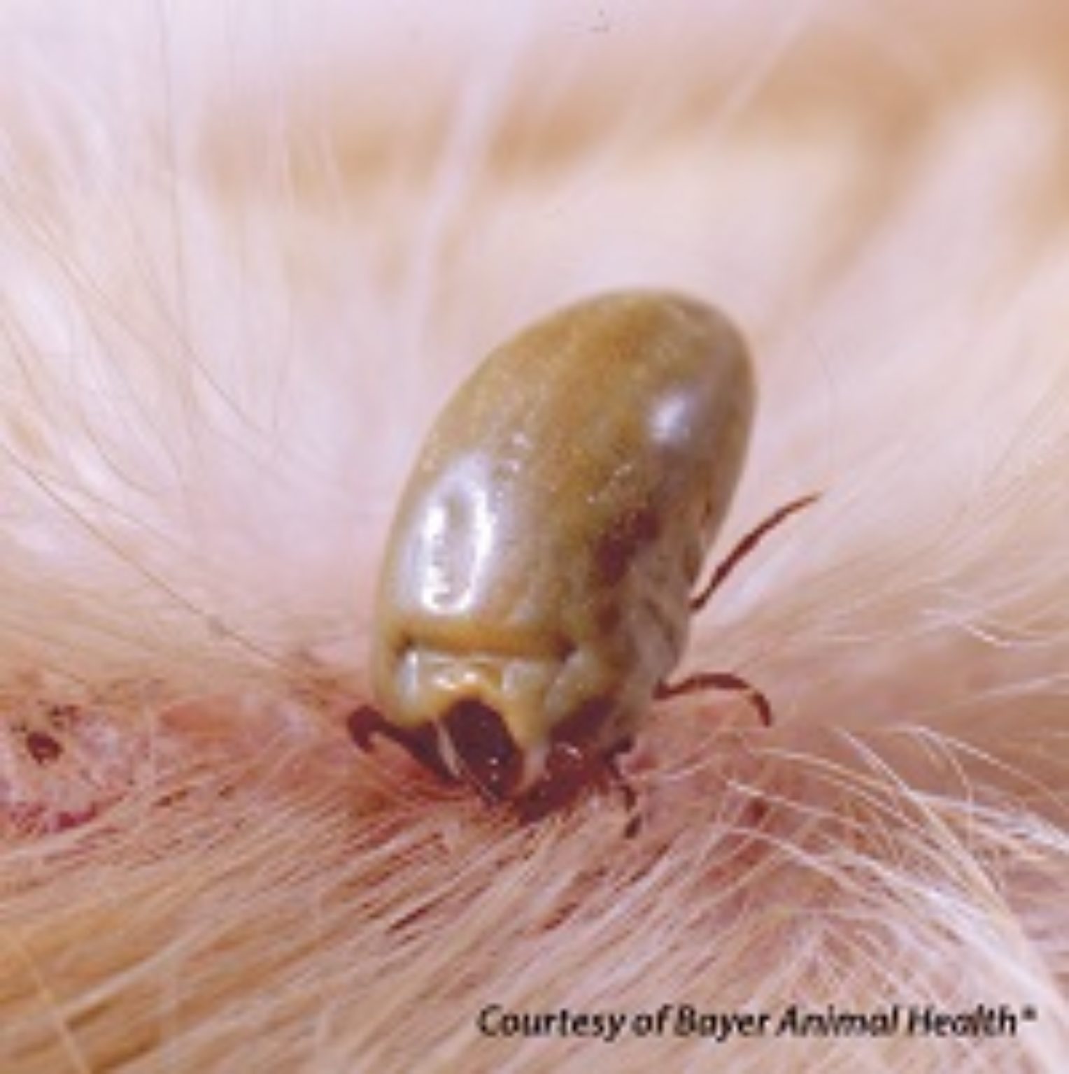 Common Zoonotic Diseases Of Small Animals Macarthur Veterinary Group