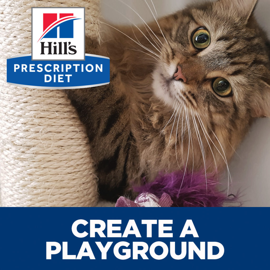 Image showcasing 10 Tips To Relieve Your Cat's Stress - Macarthur Veterinary Group