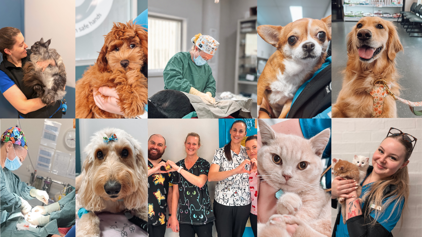 Macarthur Veterinary Group team and patients