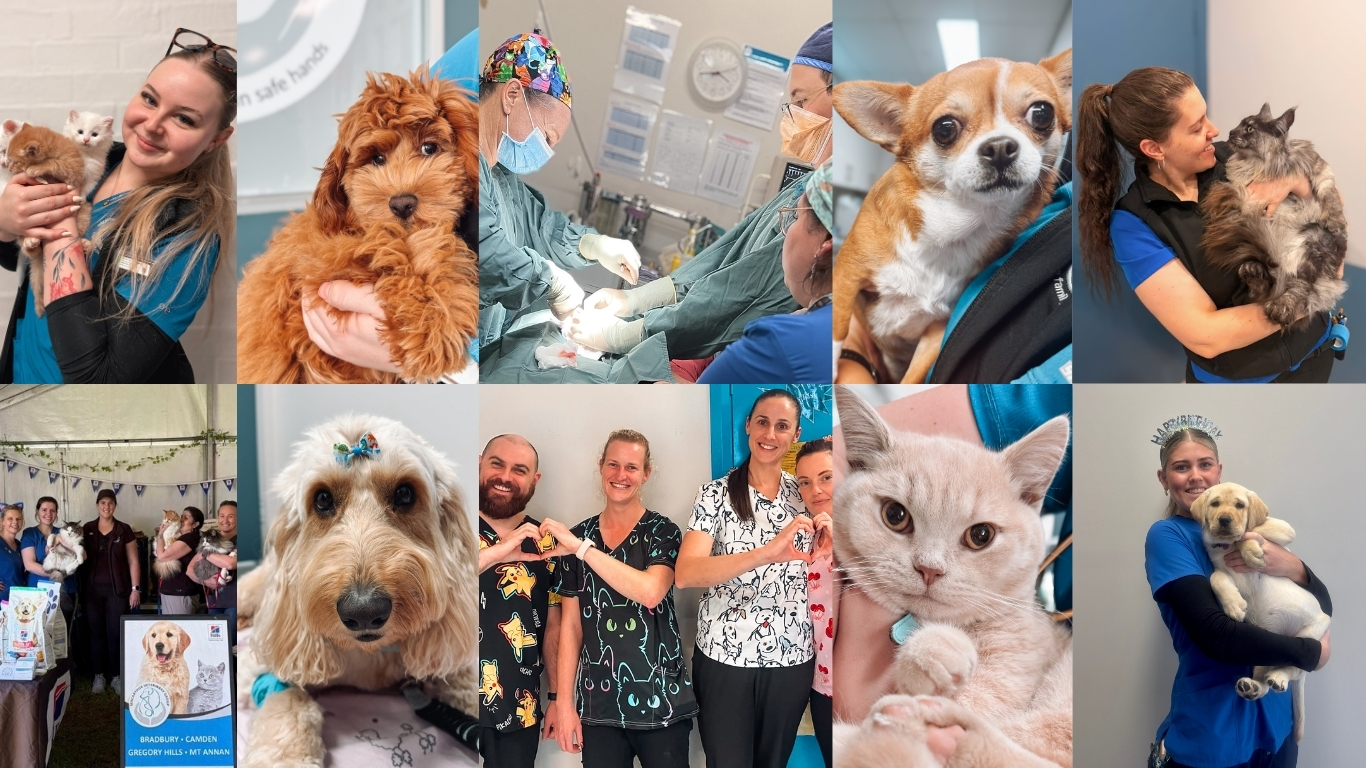 Macarthur Veterinary Group team and patients