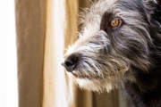 Macarthur Vet How to Recognize Anxiety in Our Pets, and What Might Help 2