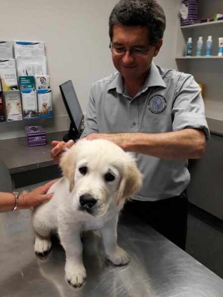 Macarthur Vet Chisel receives his heartworm injection 1
