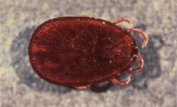 Macarthur Vet Common Diseases of Backyard Poultry 1