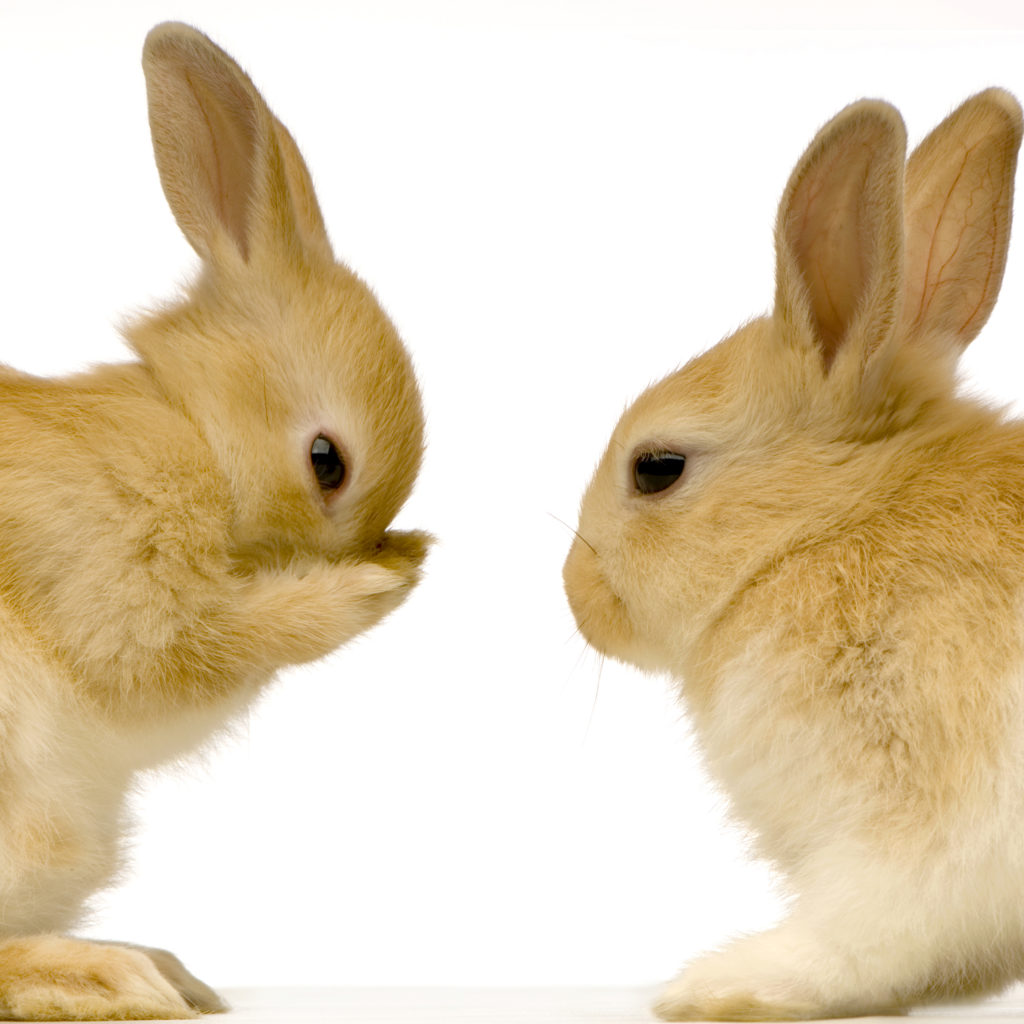 Vaccinations for Rabbits Macarthur Veterinary Group