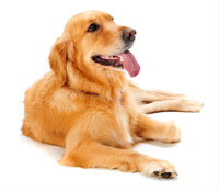 Macarthur Vet Caring for Your Senior Dog 1