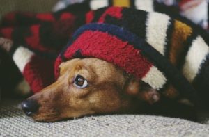 Macarthur Vet Pet Care Tips for Cold Weather 1